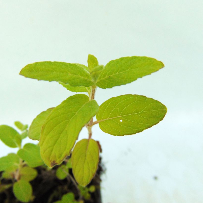 Menthe aquatique - Mentha aquatica (Foliage)