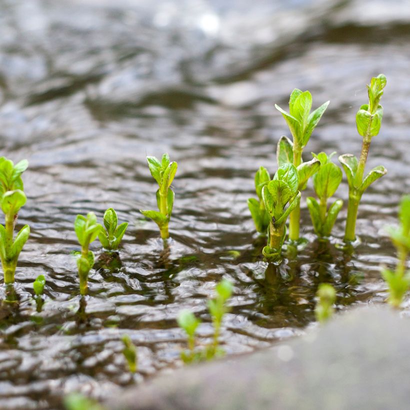 Menthe aquatique - Mentha aquatica (Plant habit)