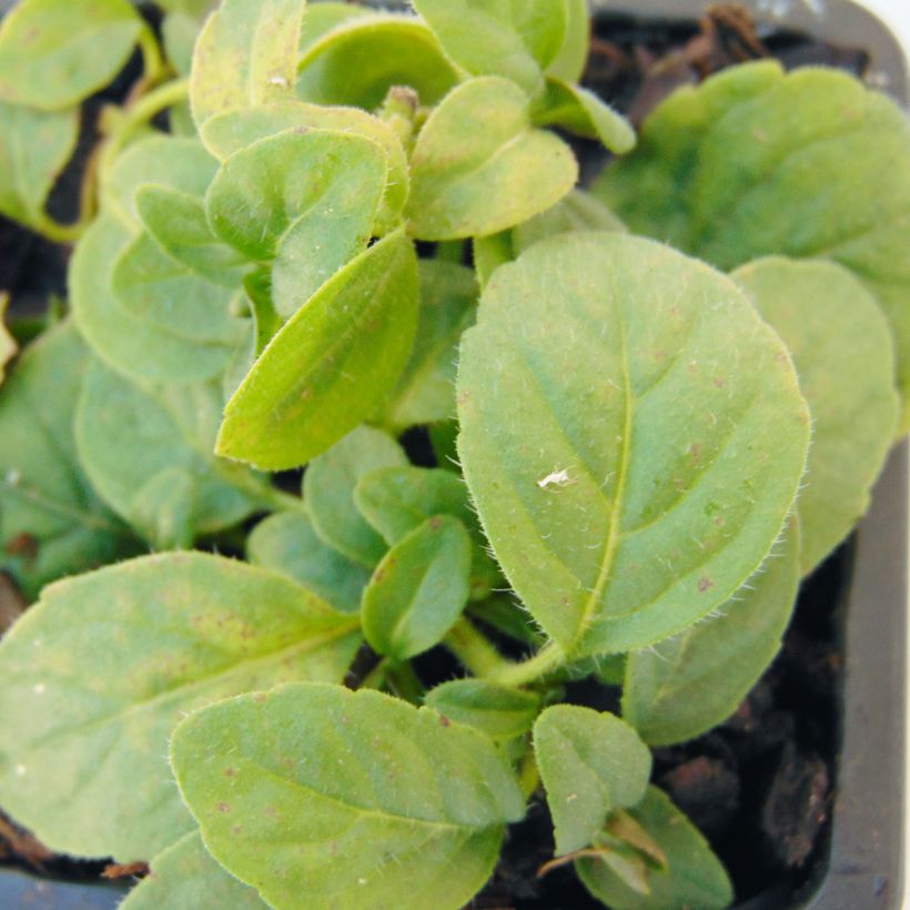 Menthe banane BIO - Mentha arvensis Banana (Foliage)