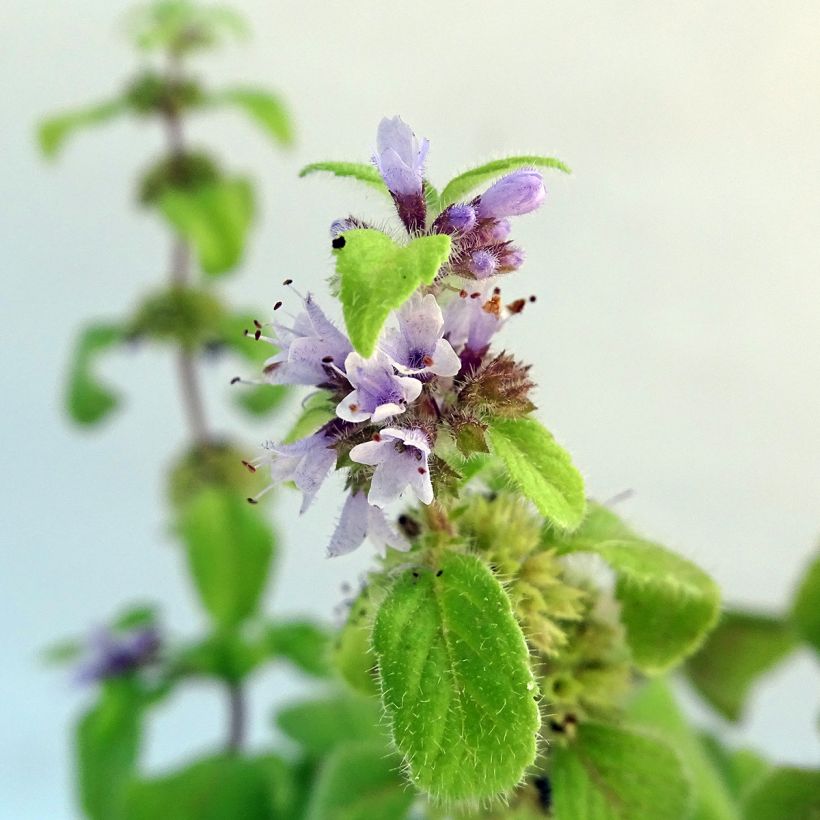 Menthe banane BIO - Mentha arvensis Banana (Flowering)