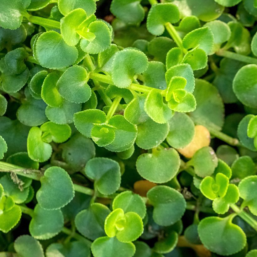 Menthe de Corse - Mentha requienii (Foliage)