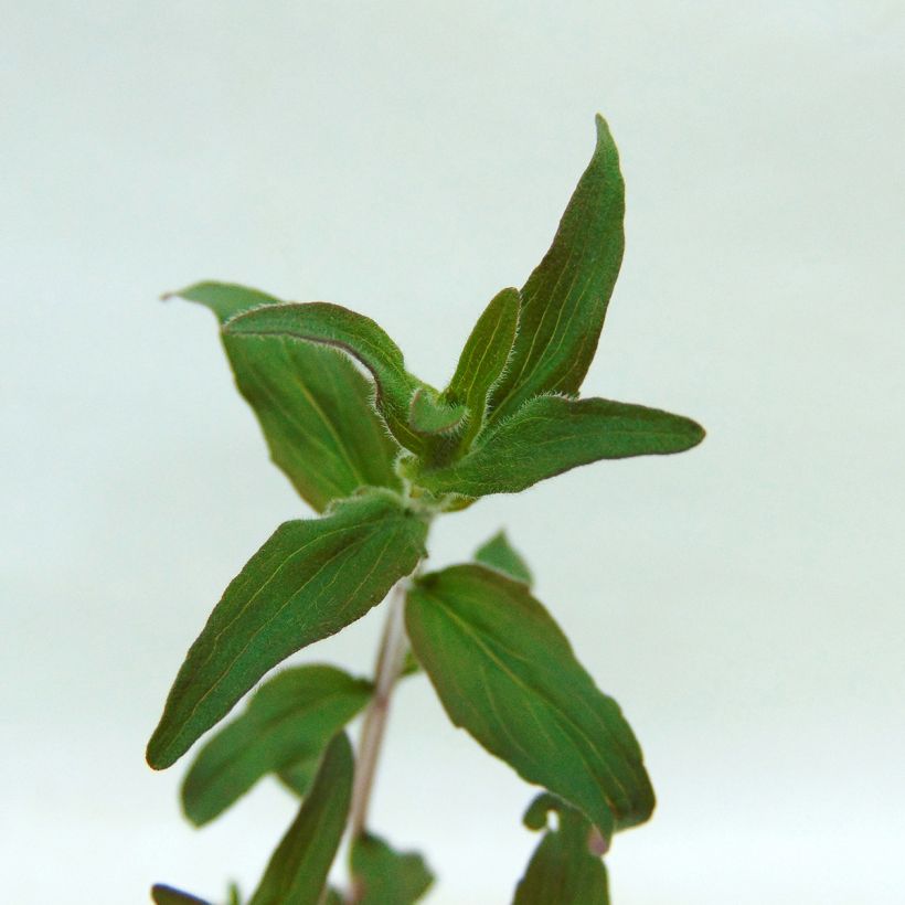 Menthe des montagnes d'Amérique - Pycnanthemum pilosum (Foliage)