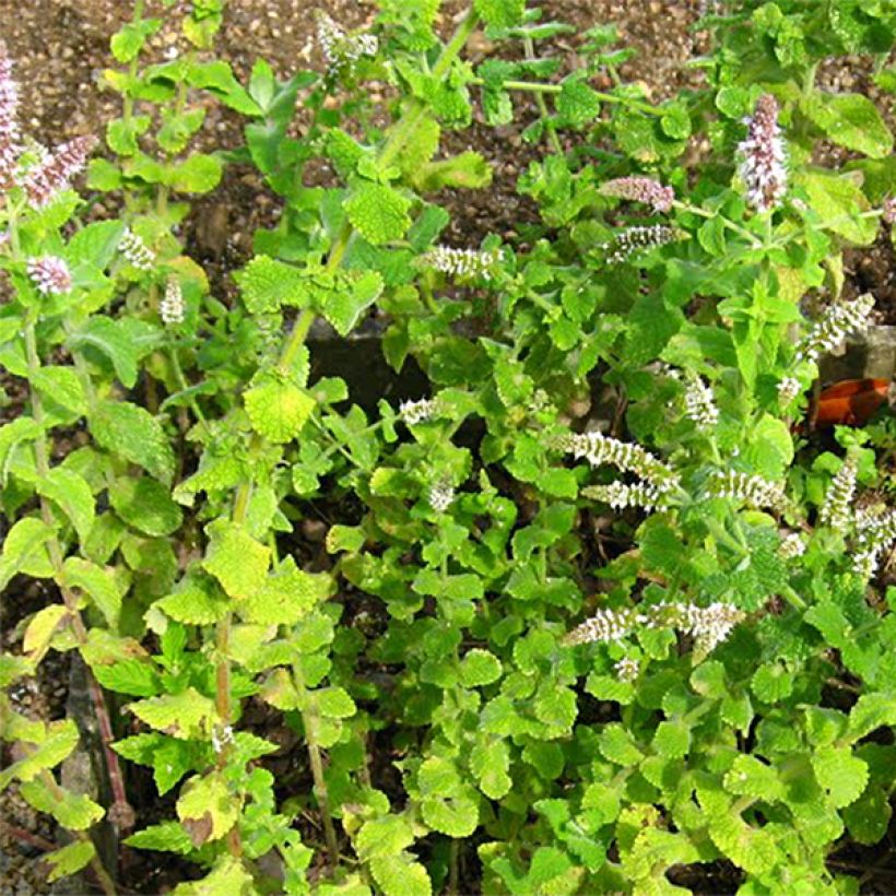 Menthe rotundifolia BIO (Foliage)