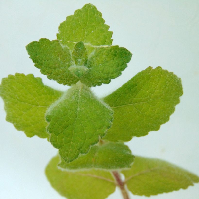 Menthe suave BIO - Mentha suaveolens (Foliage)