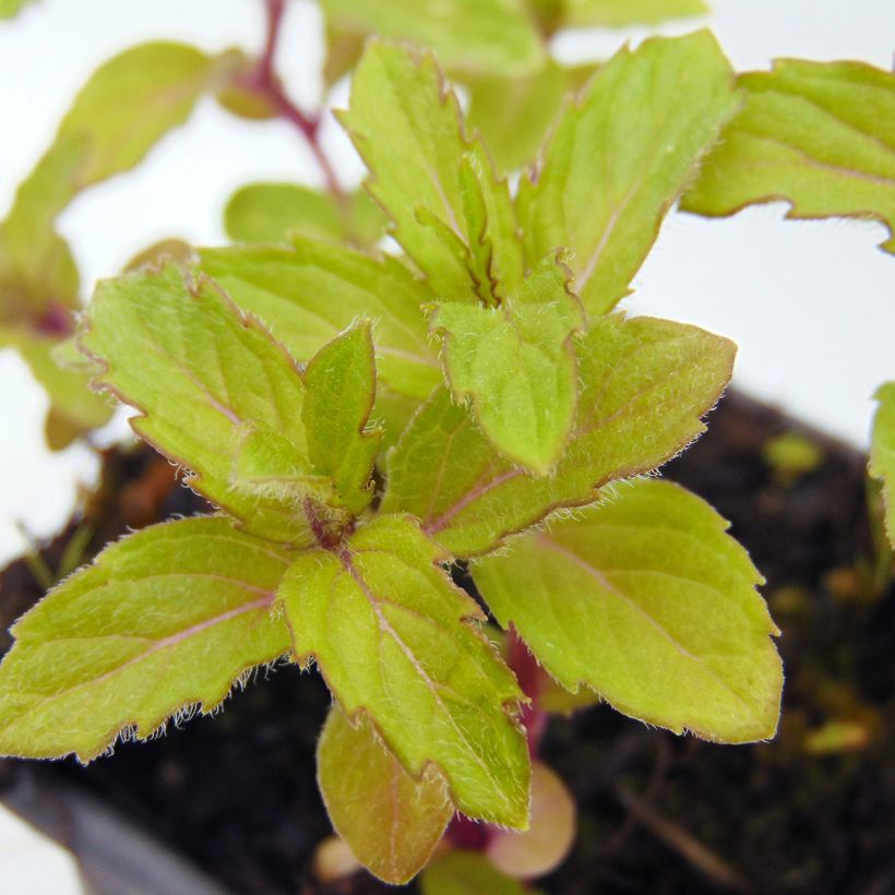 Menthe suisse - Mentha x piperita Swiss (Foliage)