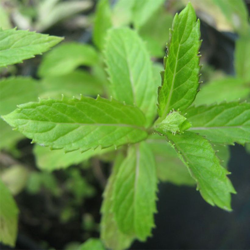 Menthe suriso BIO (Foliage)