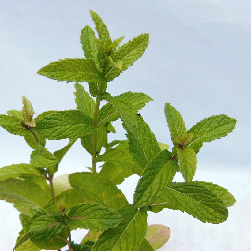 Menthe verte - Mentha spicata (Foliage)