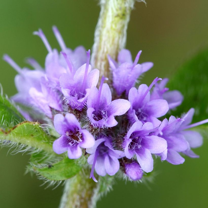 Menthe Thaï - Mentha arvensis (Flowering)
