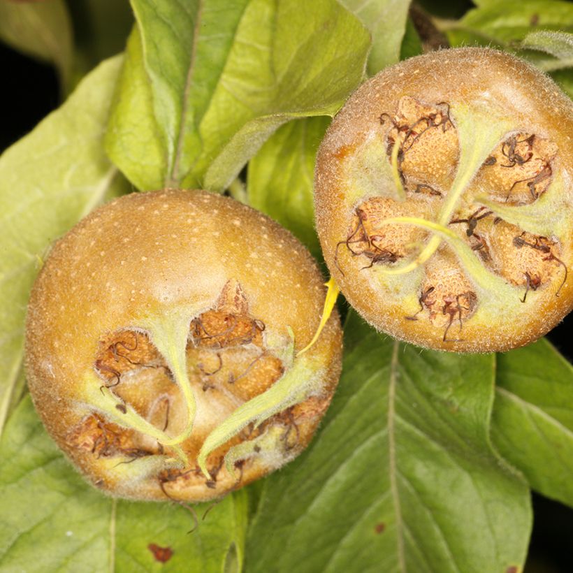 Néflier Géant de Breda - Mespilus germanica Bredase Reus (Harvest)
