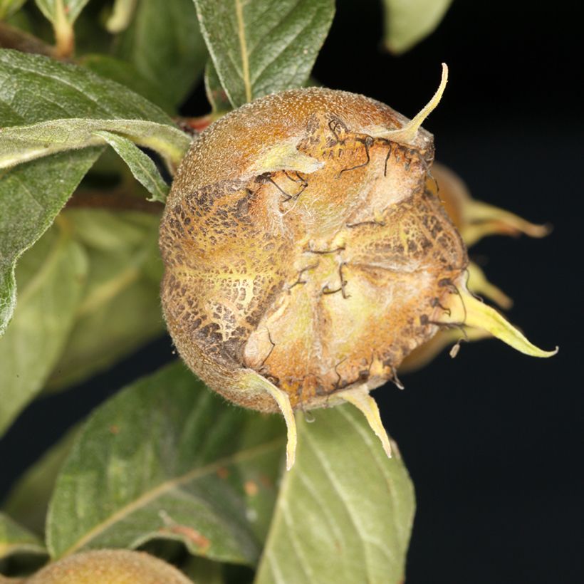 Néflier d'Allemagne - Mespilus germanica Macrocarpa (Harvest)