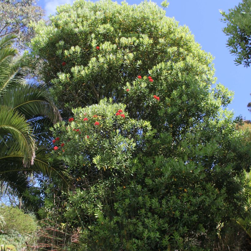 Metrosideros Mistral - Arbre de Noël de Nouvelle-Zélande (Plant habit)
