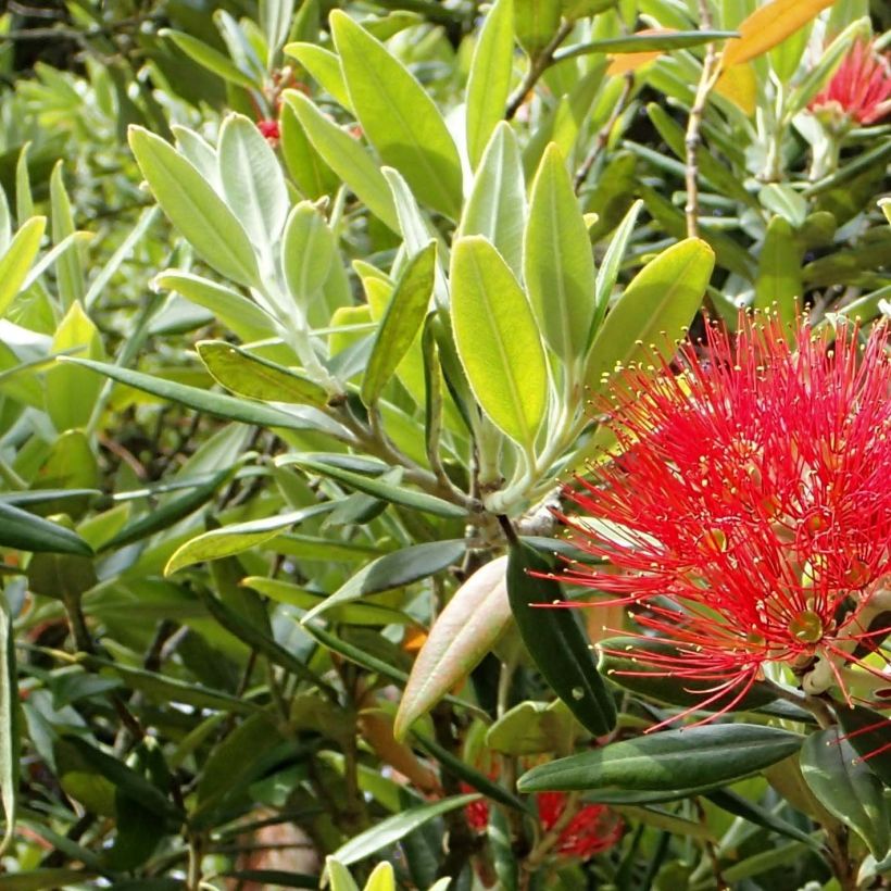 Metrosideros excelsa - Arbre de Noël de Nouvelle-Zélande (Foliage)