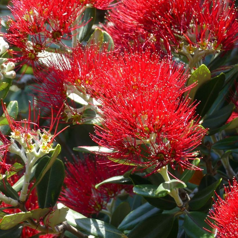 Metrosideros excelsa - Arbre de Noël de Nouvelle-Zélande (Flowering)