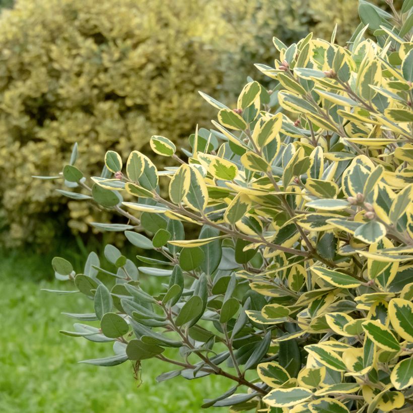Metrosideros excelsa Aurea - Arbre de Noël de Nouvelle-Zélande (Foliage)