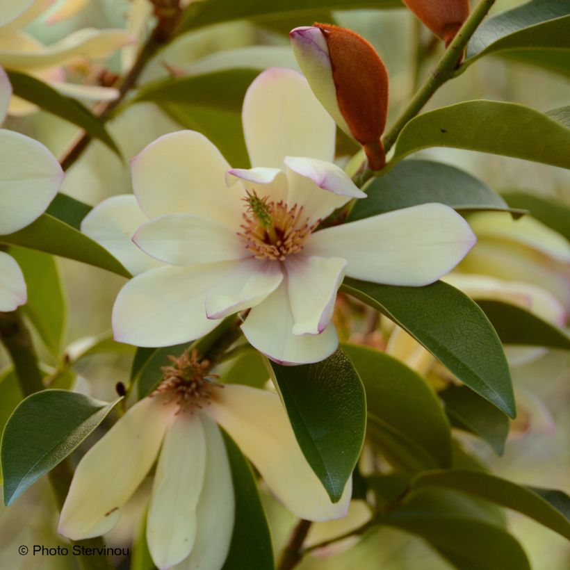 Michelia Fairy Lime - Michelia hybride (Flowering)