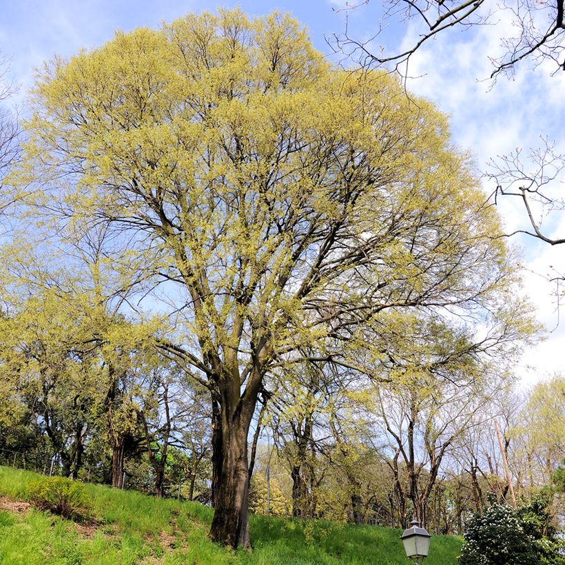 Celtis occidentalis - Micocoulier de Virginie (Plant habit)