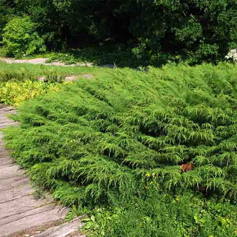 Cyprès rampant de Sibérie - Microbiota decussata (Plant habit)
