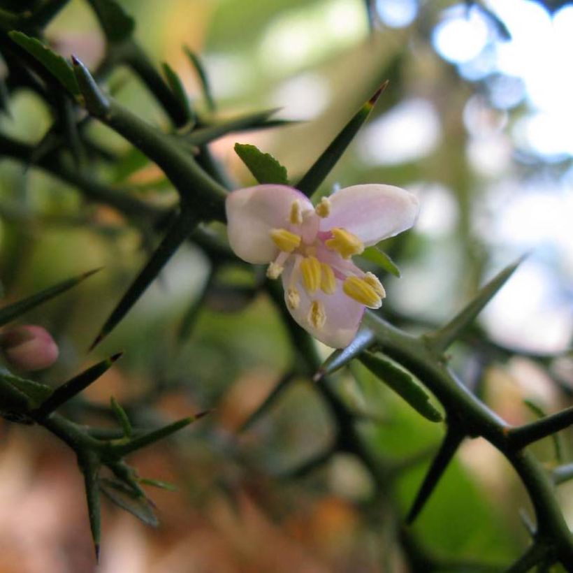 Citron caviar - Microcitrus australasica (Flowering)