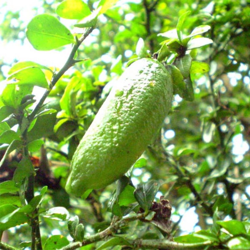 Citron caviar - Microcitrus australasica (Harvest)