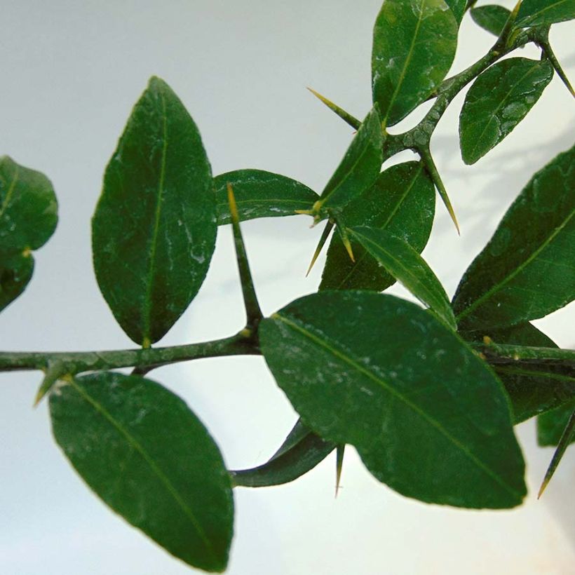 Citron caviar grains verts - Microcitrus australasica (Foliage)