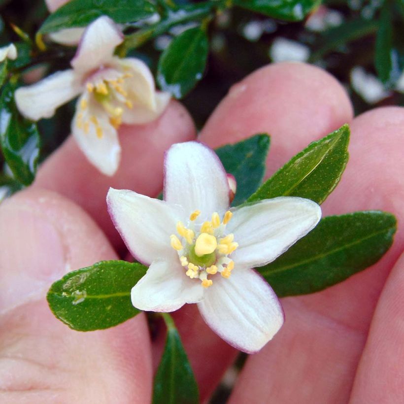 Citron caviar grains verts - Microcitrus australasica (Flowering)
