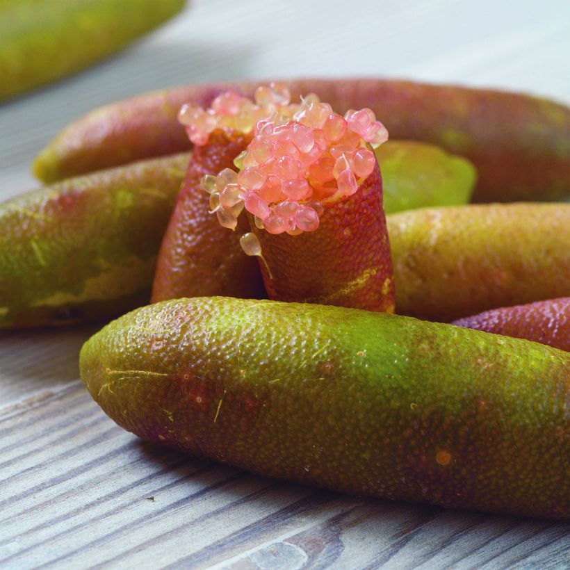 Citron caviar grains verts - Microcitrus australasica (Harvest)