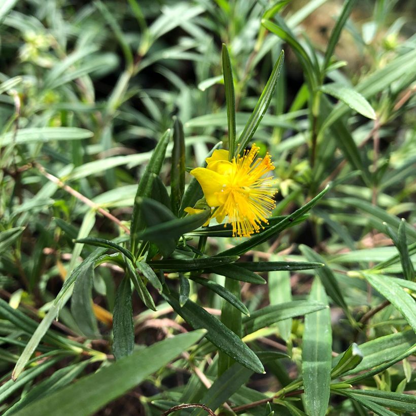 Millepertuis - Hypericum densiflorum Buttercup (Foliage)