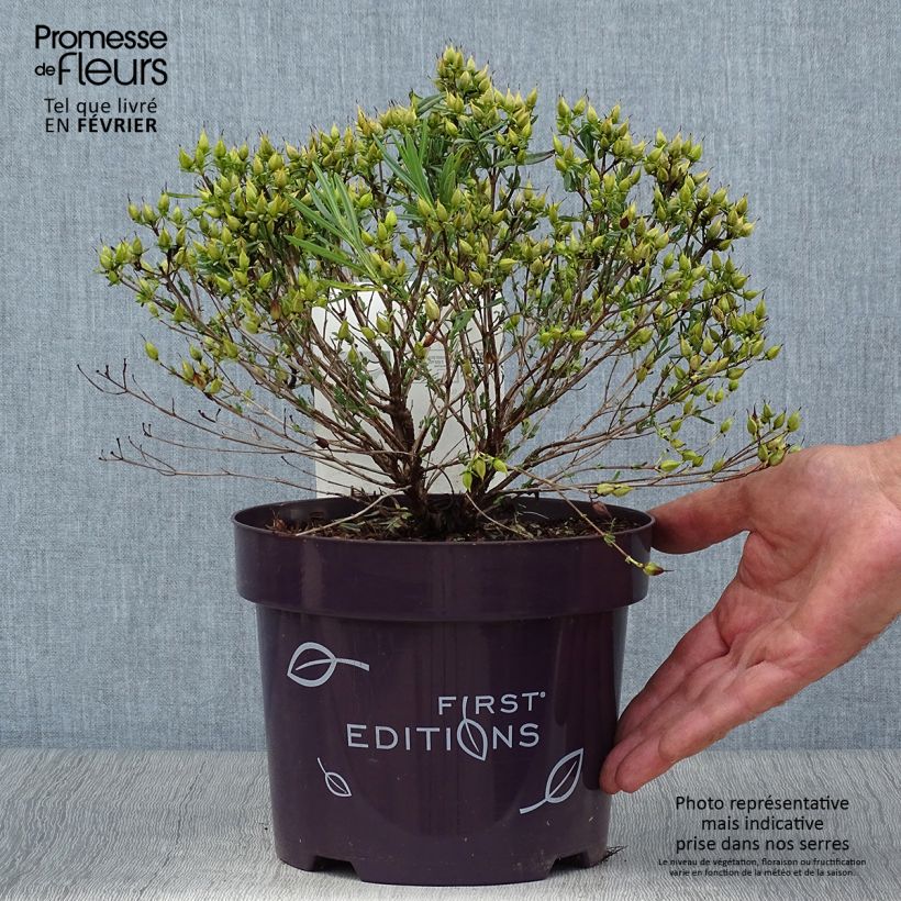 Example of Millepertuis - Hypericum kalmianum Cobalt-n-Gold Pot de 2L/3L as you get in automne