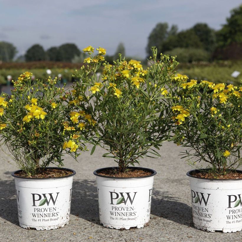 Millepertuis - Hypericum kalmianum Sunny Boulevard (Plant habit)