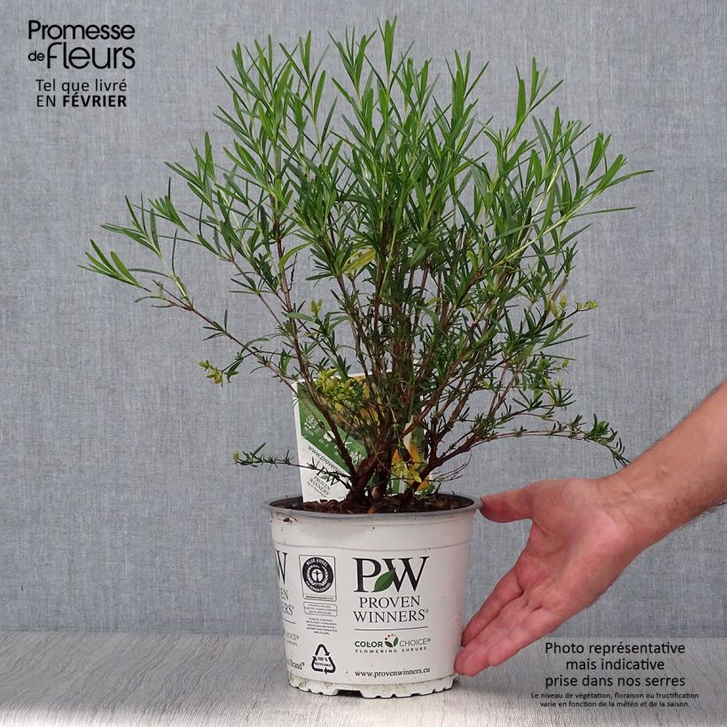 Example of Millepertuis - Hypericum kalmianum Sunny Boulevard Pot de 2L/3L as you get in automne