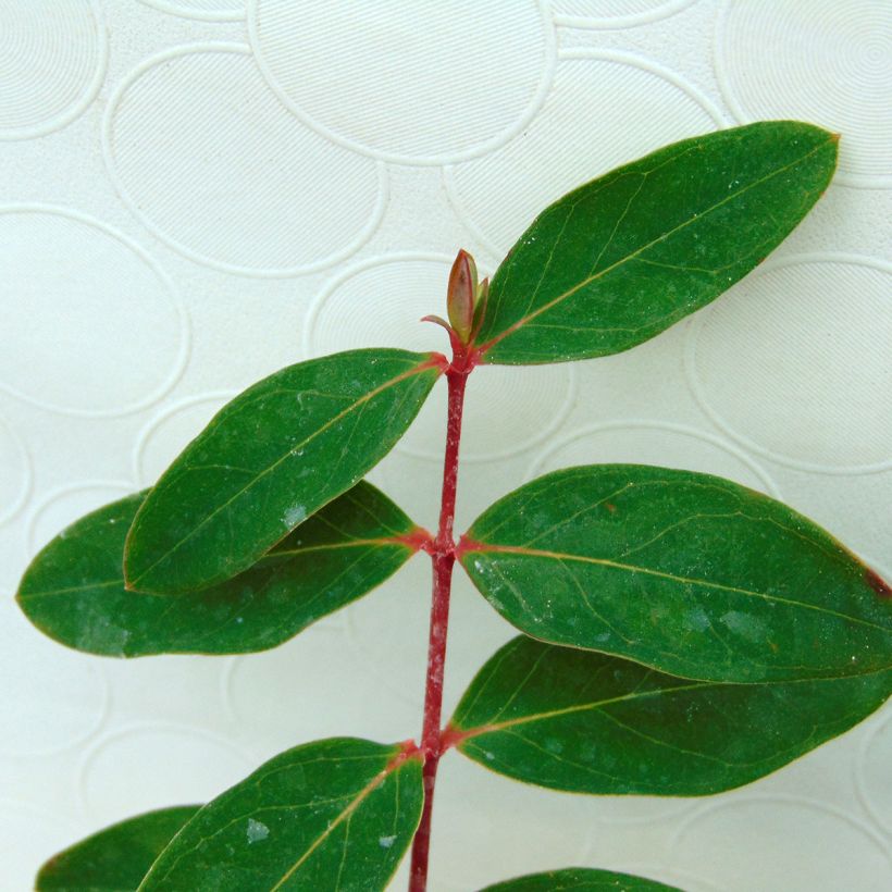 Millepertuis - Hypericum (x) moserianum (Foliage)