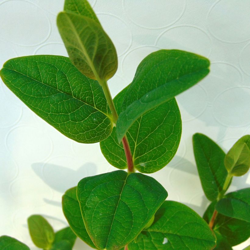 Millepertuis Magical White Kolmawhi - Hypericum (x) inodorum  (Foliage)