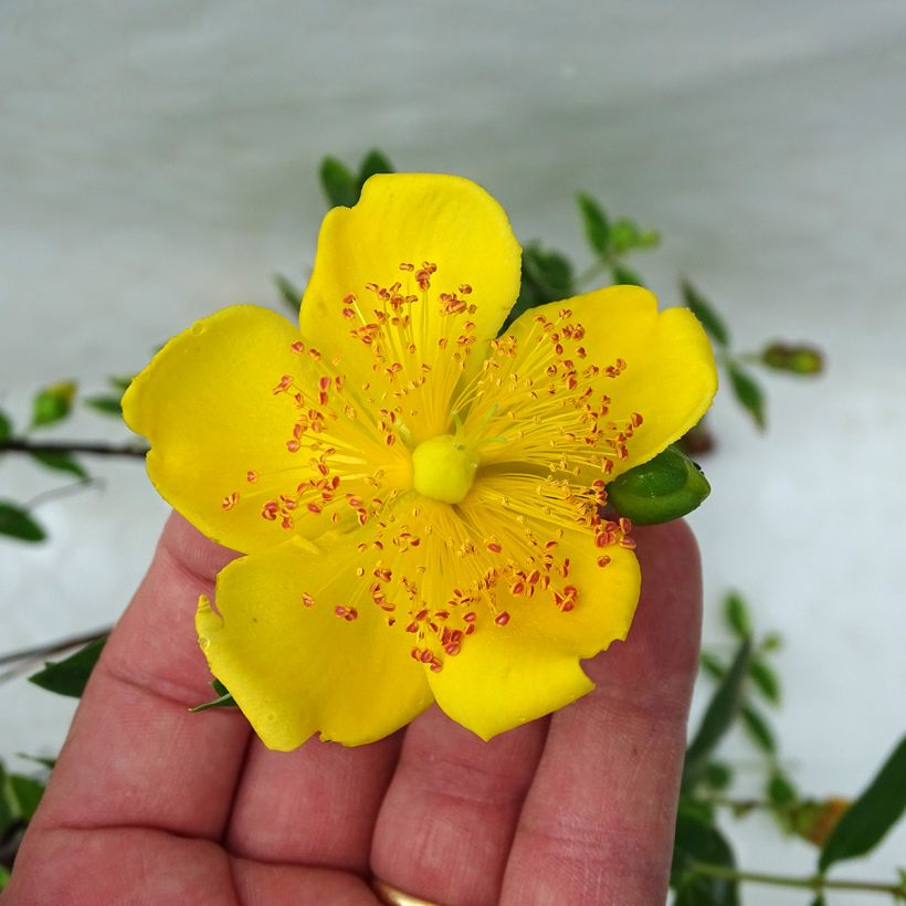 Millepertuis tricolore - Hypericum moserianum Tricolor (Flowering)