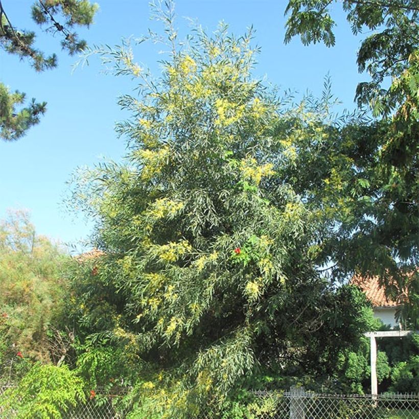 Mimosa des 4 saisons - Acacia retinodes (Plant habit)