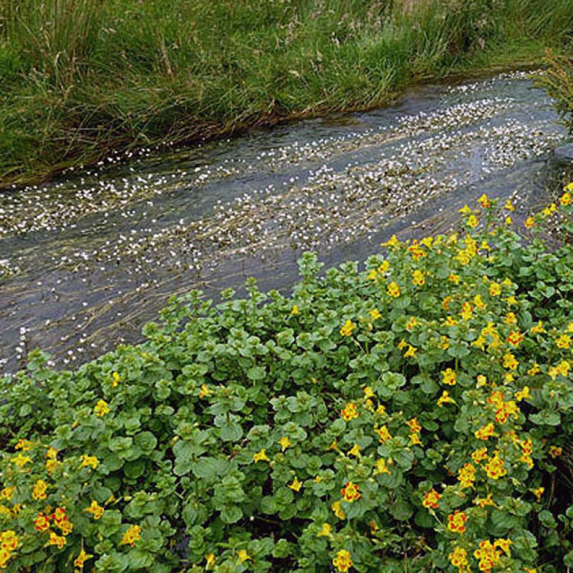 Mimulus luteus - Mimule jaune (Foliage)