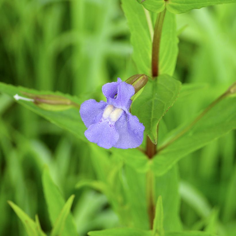 Mimulus ringens - Mimule bleue (Flowering)