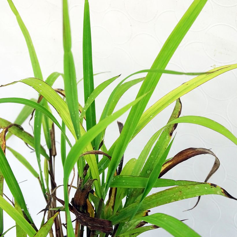 Miscanthus nepalensis - Miscanthus du Népal (Foliage)