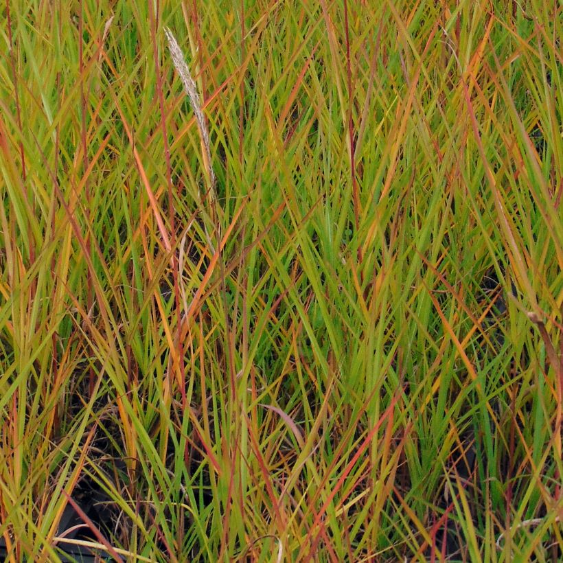 Miscanthus sinensis Afrika - Eulalie - Roseau de Chine (Foliage)