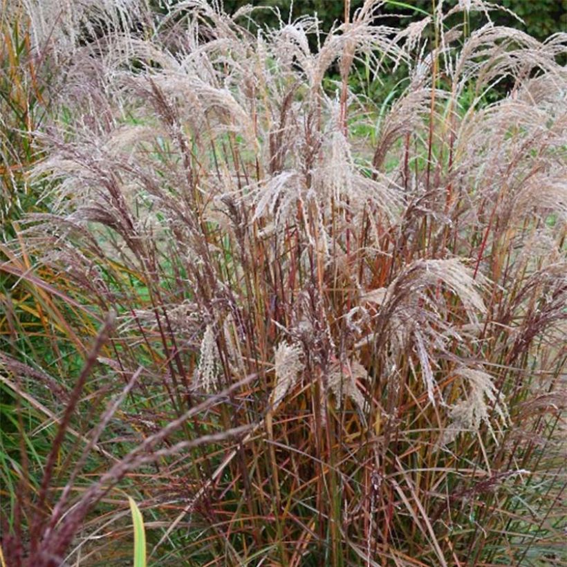 Miscanthus sinensis Aperitiv (Aperitif) - Roseau de Chine (Plant habit)