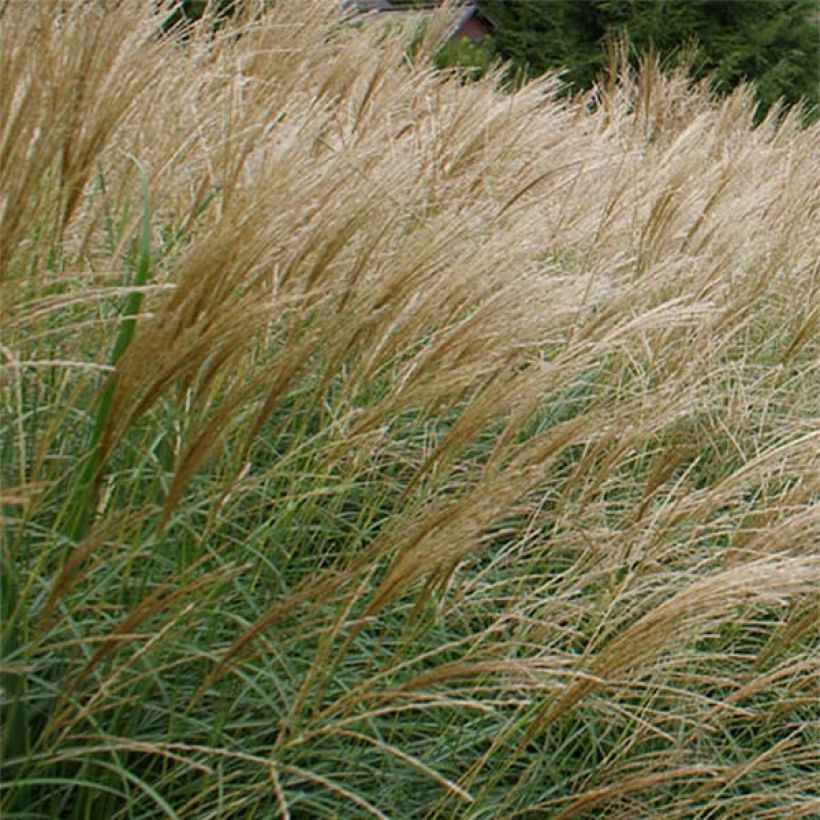Miscanthus sinensis Arabesque - Roseau de Chine. (Flowering)