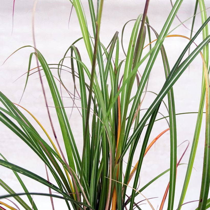 Miscanthus sinensis Arabesque - Roseau de Chine. (Foliage)