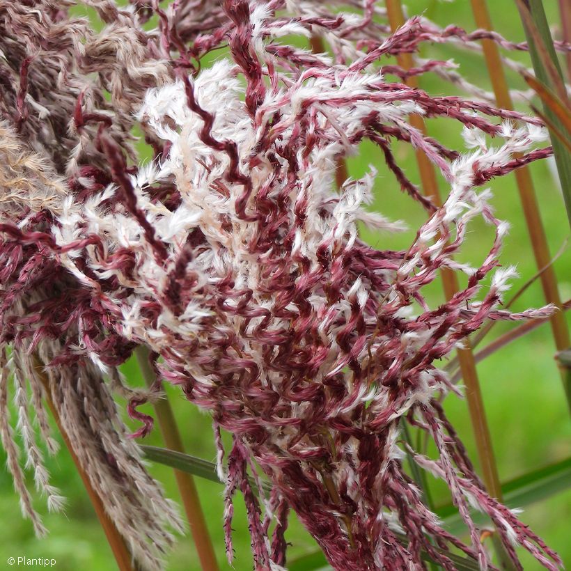 Miscanthus sinensis Boucle - Roseau de Chine (Flowering)