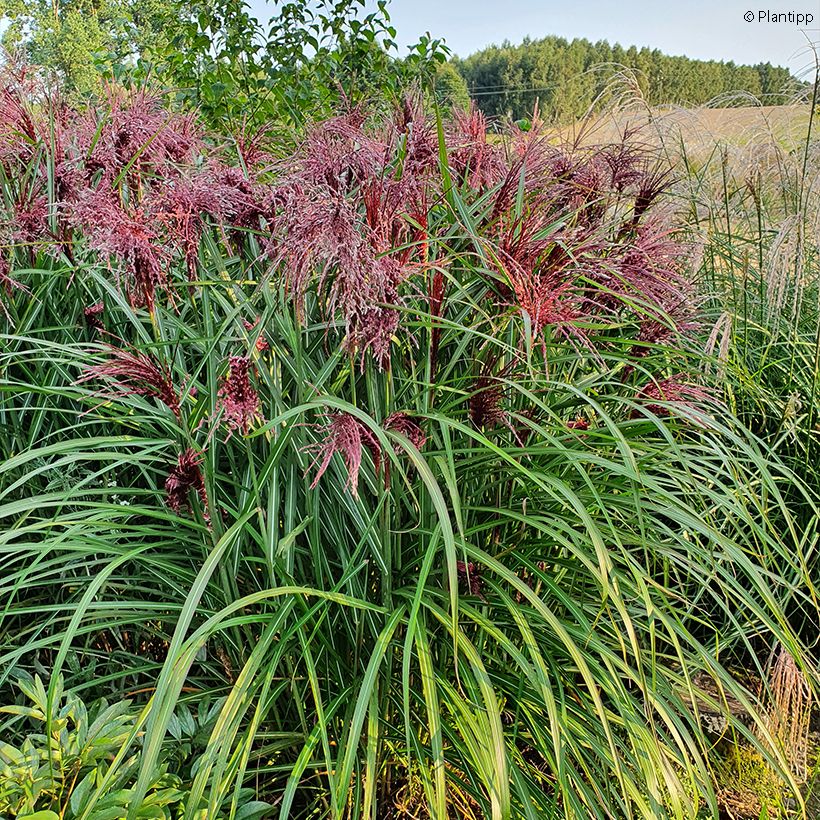 Miscanthus sinensis Boucle - Roseau de Chine (Plant habit)
