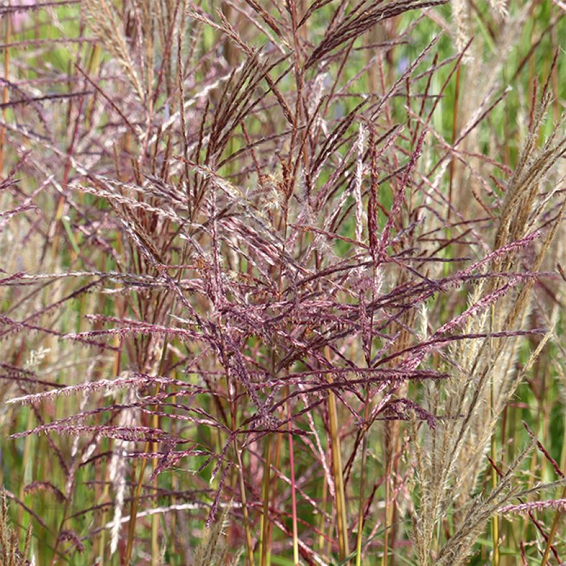 Miscanthus sinensis China - Eulalie - Roseau de Chine (Flowering)