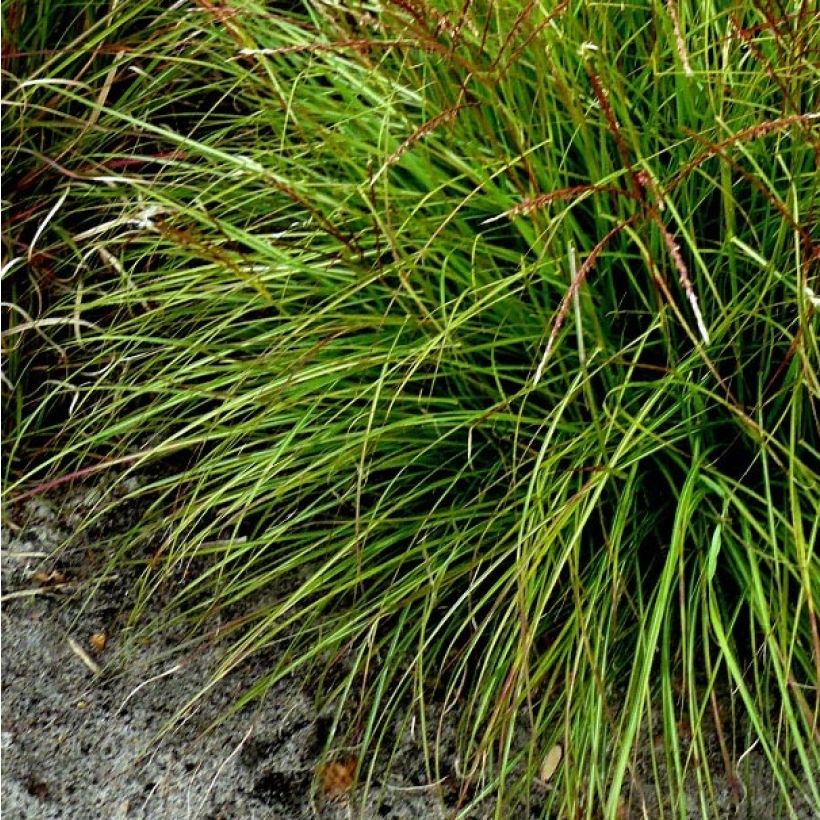 Miscanthus sinensis Cute One - Roseau de Chine nain. (Foliage)