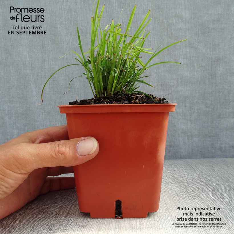 Example of Miscanthus sinensis Cute One - Roseau de Chine nain. Pot de 1L/1,5L as you get in automne