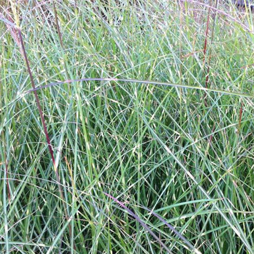 Miscanthus sinensis Etincelle - Roseau de Chine (Foliage)