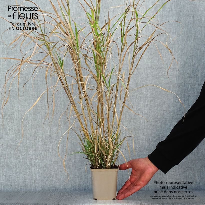 Example of Miscanthus sinensis Etincelle - Roseau de Chine Godet de 8/9 cm as you get in automne