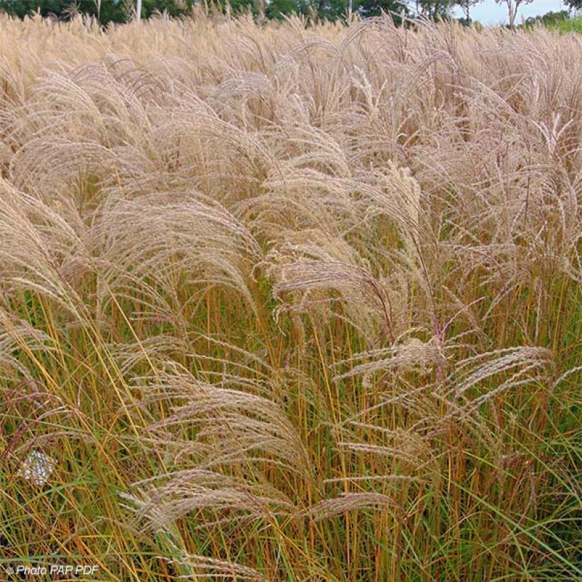 Miscanthus sinensis Flamingo - Eulalie - Roseau de Chine (Plant habit)