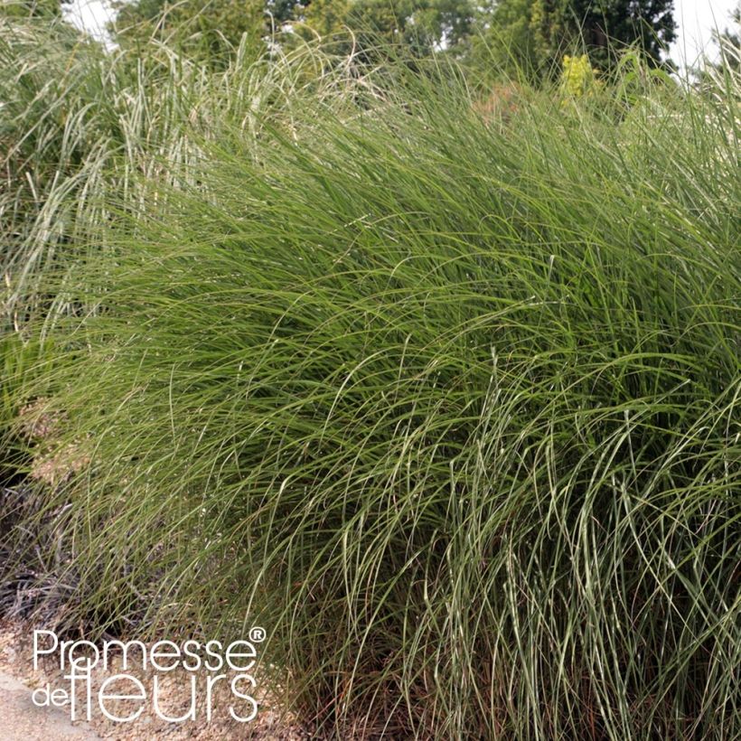 Miscanthus sinensis Gnom - Eulalie, Roseau de Chine (Plant habit)